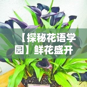 【探秘花语学园】鲜花盛开的校园里，隐藏着哪些未解之谜？每朵花都有故事，每个角落都有传说。